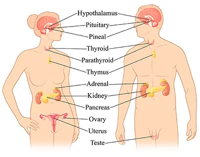 Endocrine system