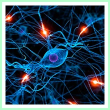 Autoimmune processes
