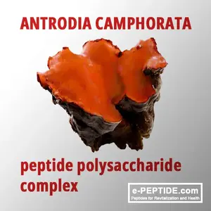 antrodia camphorata