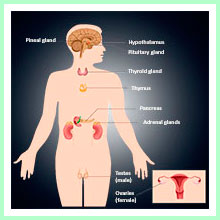 Endocrine system