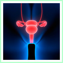 Female reproductive system