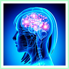 Human nervous system and brain