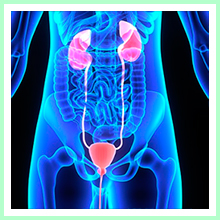 Peptide therapy bladder and kidneys