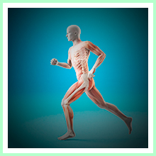 Musculoskeletal system