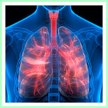 The respiratory system